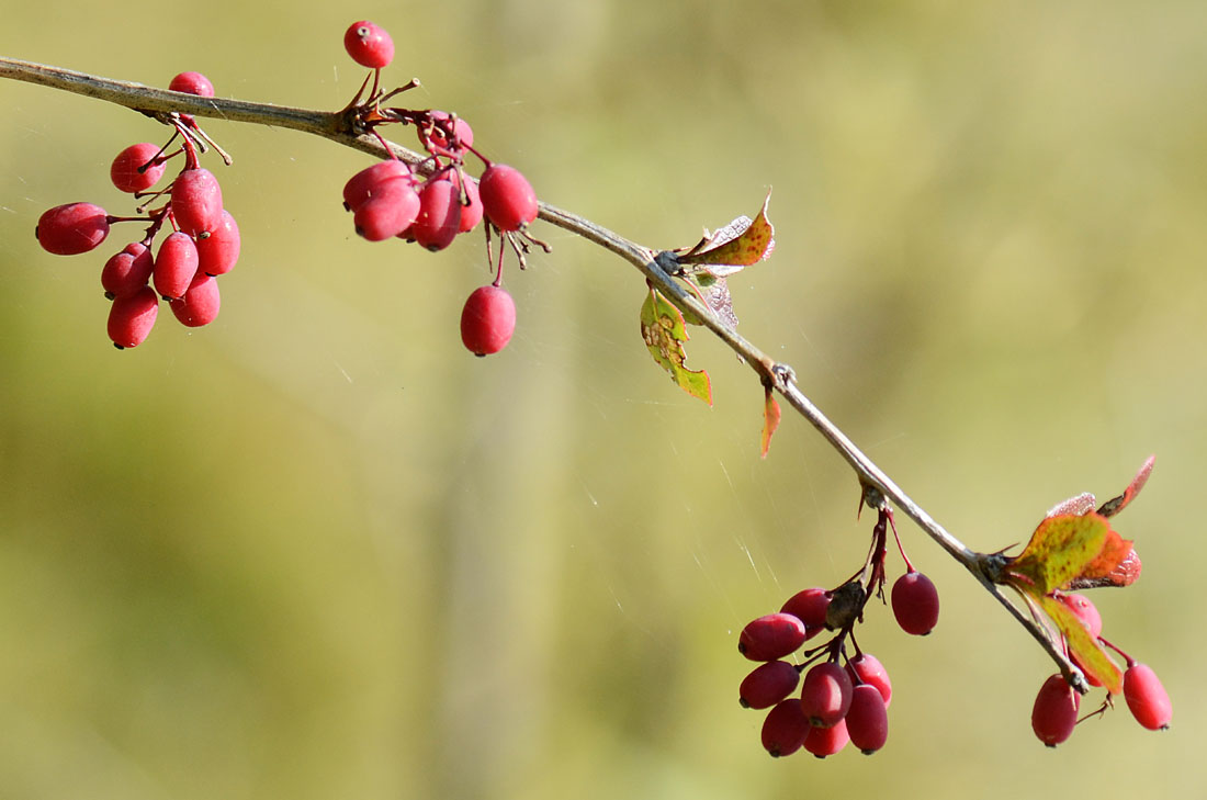 Berberis vulgaris, frutti e fiori